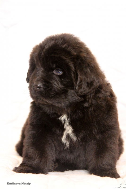 Фото: ньюфаундленд Perseja is Antagrada (Персея из Антаграда)