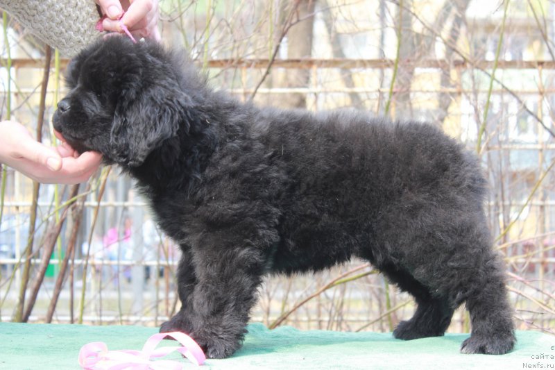 Фото: ньюфаундленд Perseja is Antagrada (Персея из Антаграда)