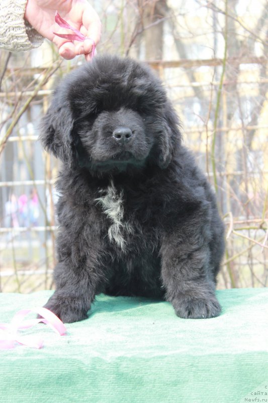 Фото: ньюфаундленд Perseja is Antagrada (Персея из Антаграда)