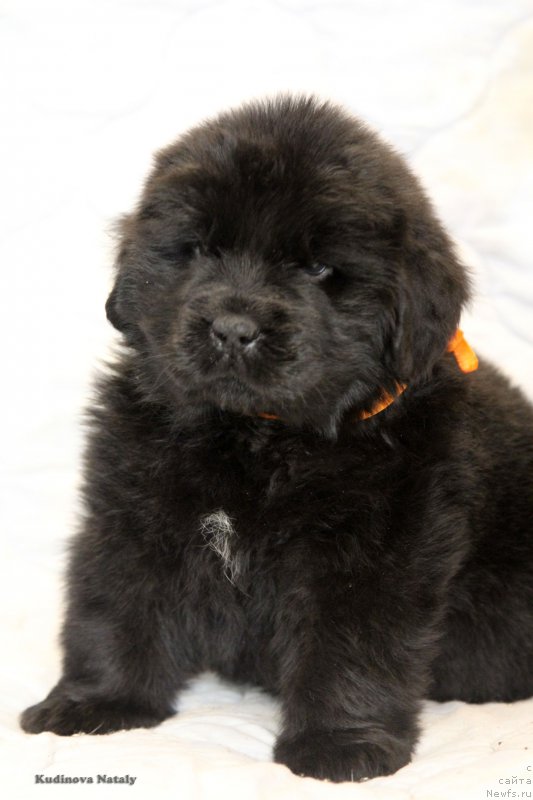 Фото: ньюфаундленд Pomona is Antagrada (Помона из Антаграда)