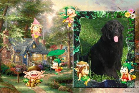 Фото: ньюфаундленд Polnochnaya Zvezda (Полночная Звезда)