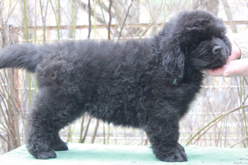 Фото: ньюфаундленд Protey iz Antagrada (Протей из Антаграда)