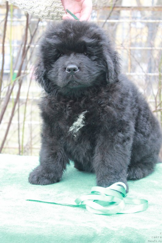 Фото: ньюфаундленд Protey iz Antagrada (Протей из Антаграда)