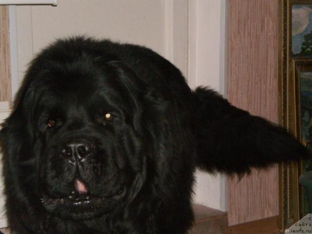 Фото: ньюфаундленд Vays (Вайс)