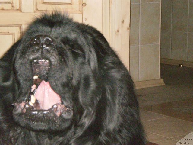 Фото: ньюфаундленд Vays (Вайс)