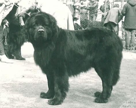 Фото: ньюфаундленд YErkyet Ceylord (Эркэт Цейлорд)