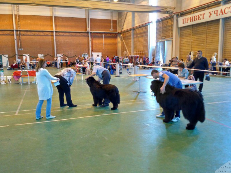 Фото: ньюфаундленд Begushaya po Volnam Choice of Fibonacci (Бегущая по Волнам Чойс оф Фибоначчи)