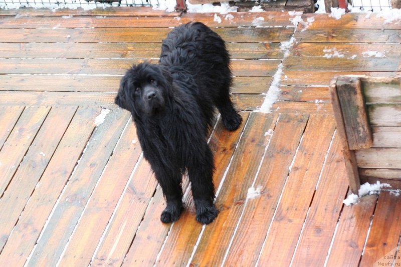 Фото: ньюфаундленд Aristokraticheskaya SHtuchka (Аристократическая Штучка)
