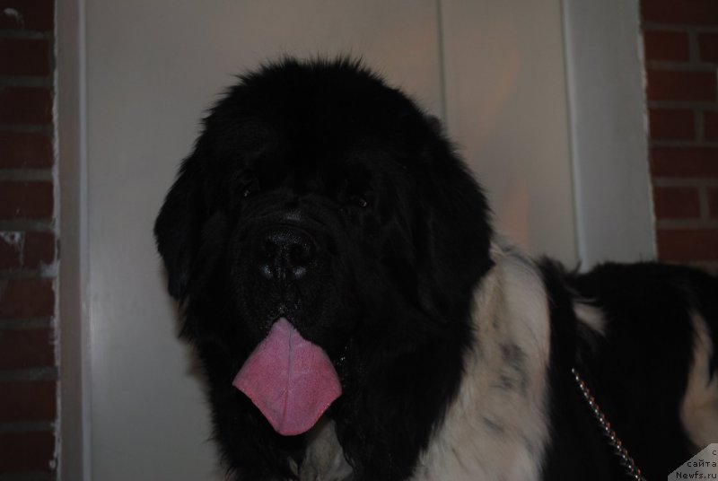 Фотография № 205312