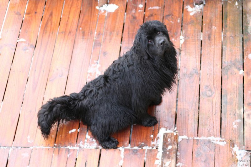 Фото: ньюфаундленд Aristokraticheskaya SHtuchka (Аристократическая Штучка)