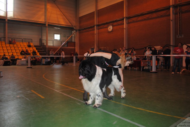 Фото: ньюфаундленд Stepnaya Pal'mira Estestvenno YA Luchshiy (Степная Пальмира Естественно Я Лучший)