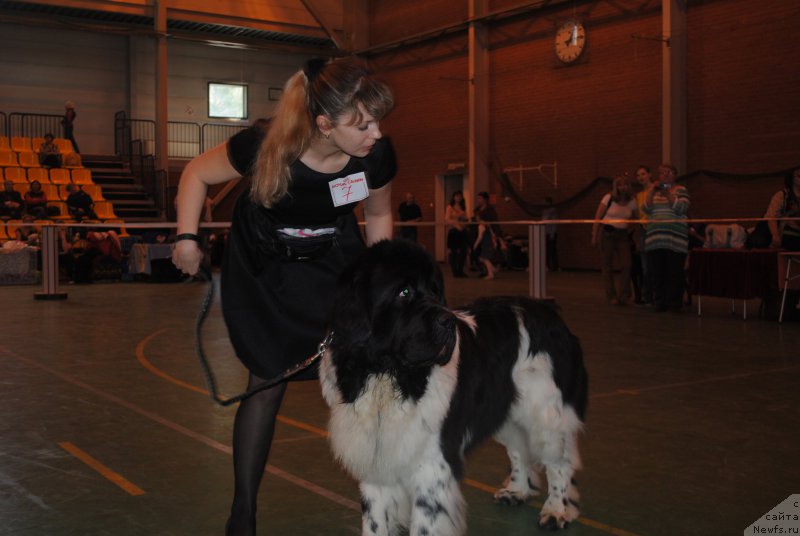 Фото: ньюфаундленд Stepnaya Pal'mira Estestvenno YA Luchshiy (Степная Пальмира Естественно Я Лучший)