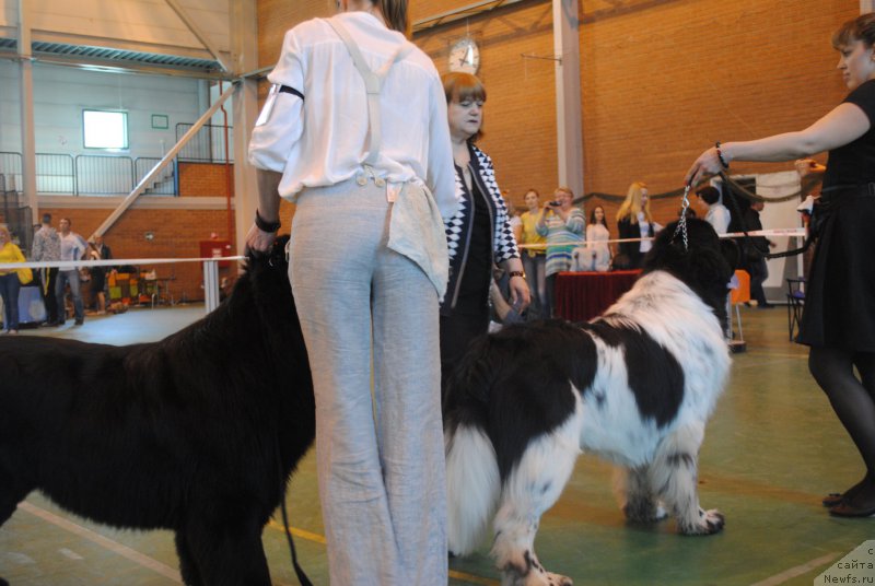 Фото: ньюфаундленд Stepnaya Pal'mira Estestvenno YA Luchshiy (Степная Пальмира Естественно Я Лучший)