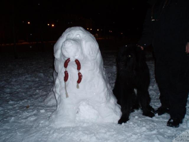 Фото: ньюфаундленд Moroz-Voevoda ot Sibirskogo Medvedya (Мороз-Воевода от Сибирского Медведя)