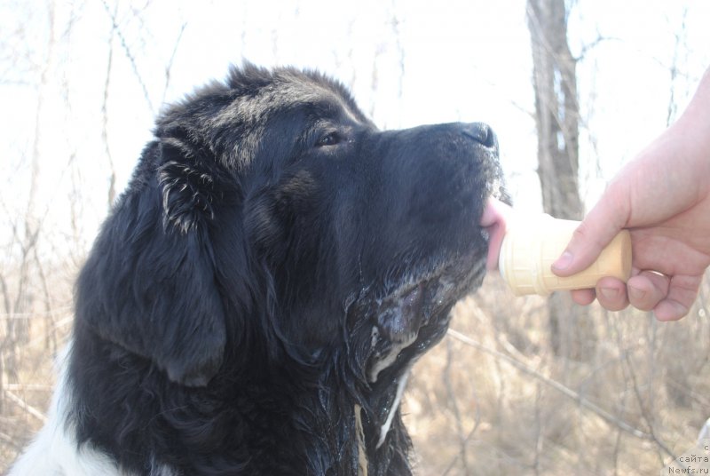 Фото: ньюфаундленд Stepnaya Pal'mira Estestvenno YA Luchshiy (Степная Пальмира Естественно Я Лучший)