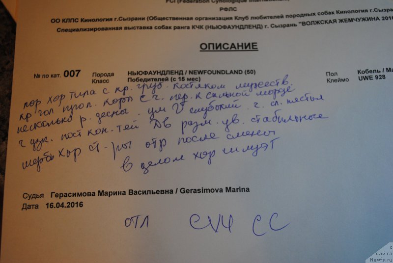 Фото: ньюфаундленд Stepnaya Pal'mira Estestvenno YA Luchshiy (Степная Пальмира Естественно Я Лучший)