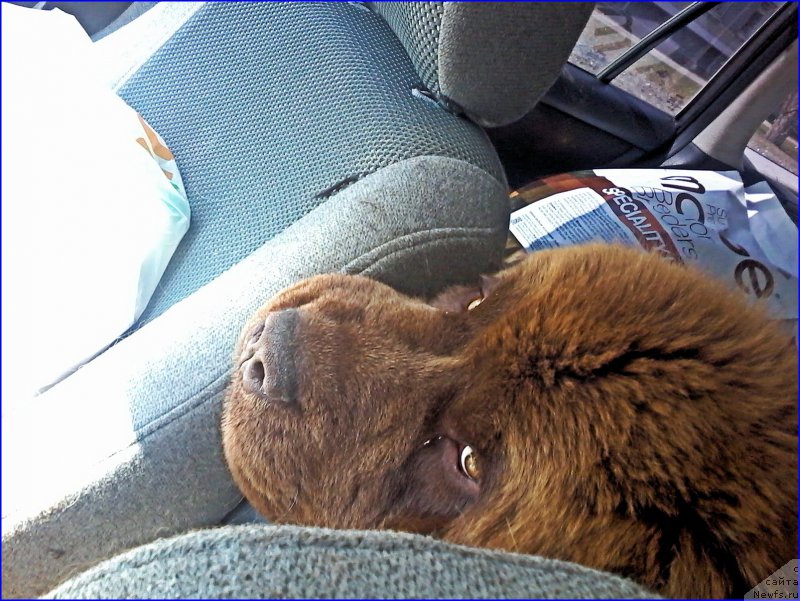 Фото: ньюфаундленд Brownblood MSK Hakim Gold Haydar (Браунблад МСК Хаким Голд Хайдар)