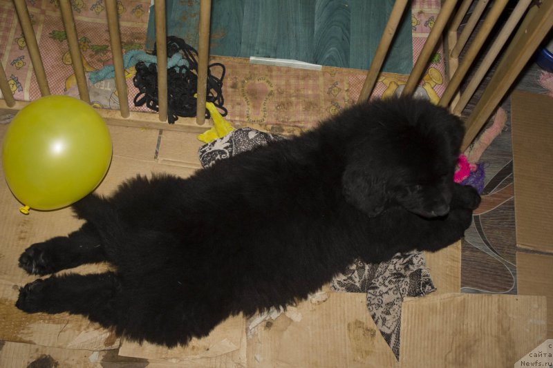 Фото: ньюфаундленд Siciliya Blyek Rouz (Сицилия Блэк Роуз)