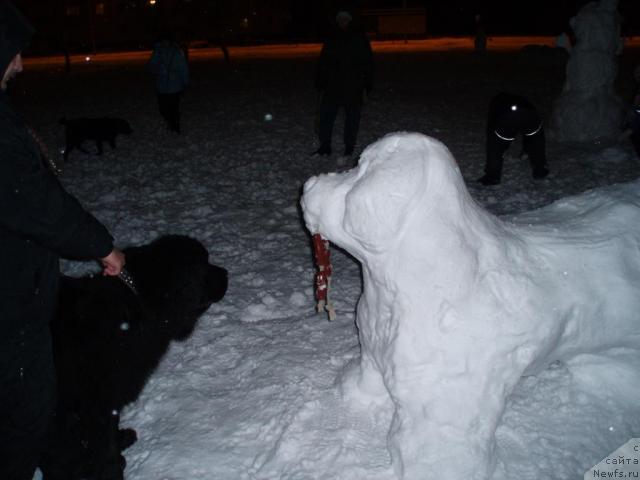 Фото: ньюфаундленд Moroz-Voevoda ot Sibirskogo Medvedya (Мороз-Воевода от Сибирского Медведя)