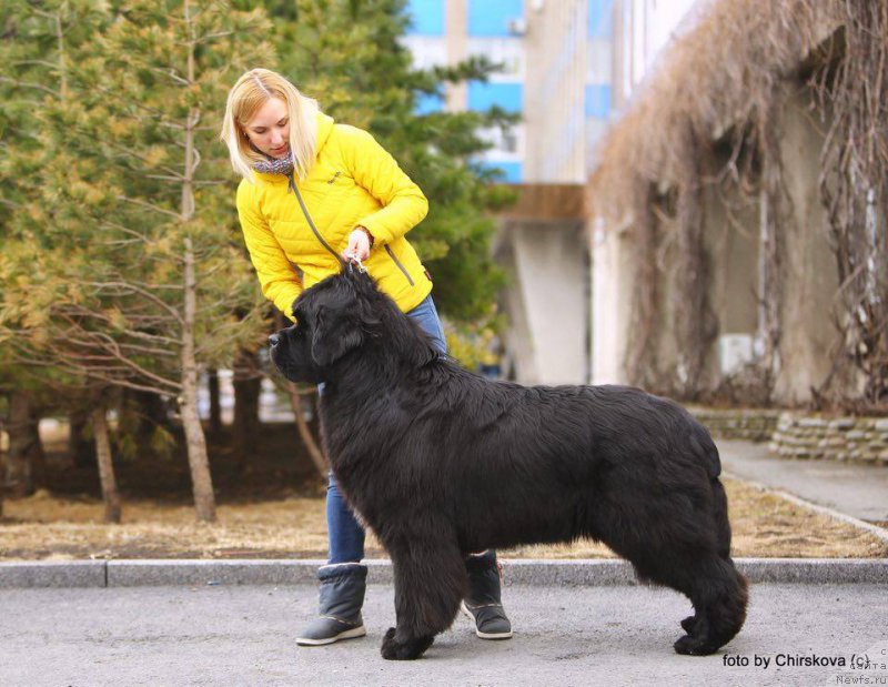Фото: ньюфаундленд Beguschaya po Volnam CHek Poynt (Бегущая по Волнам Чек Пойнт)