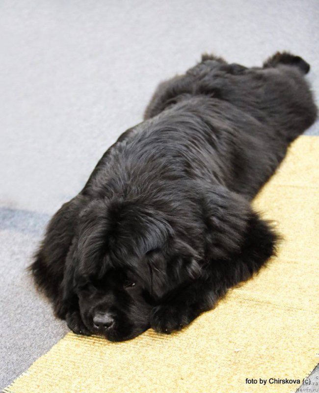 Фото: ньюфаундленд Beguschaya po Volnam CHek Poynt (Бегущая по Волнам Чек Пойнт)