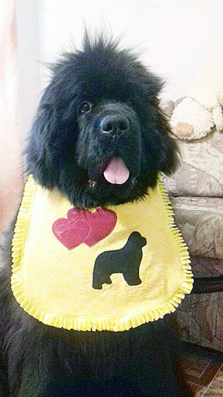 Фото: ньюфаундленд Beguschaya po Volnam As Good As It Gets (Бегущая по Волнам Ас Гоод Ас Ит Гетс)