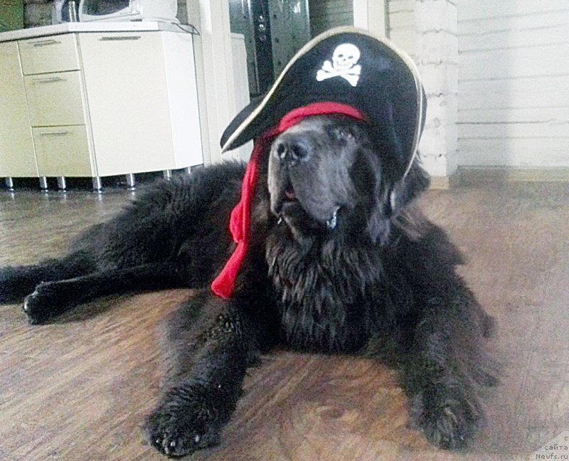 Фото: ньюфаундленд Beguschaya po Volnam Antidot (Бегущая по Волнам Антидот)