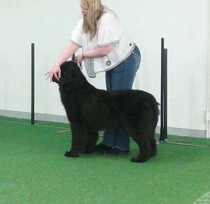 Фото: ньюфаундленд Beguschaya po Volnam Vesper (Бегущая по Волнам Веспер)