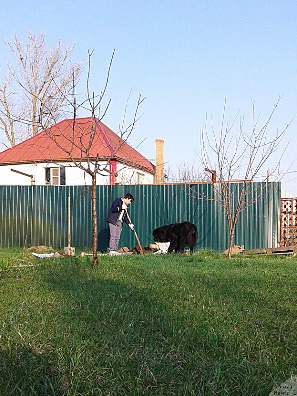 Фото: ньюфаундленд Beguschaya po Volnam Velvet Heart (Бегущая по Волнам Велвет Хеарт)