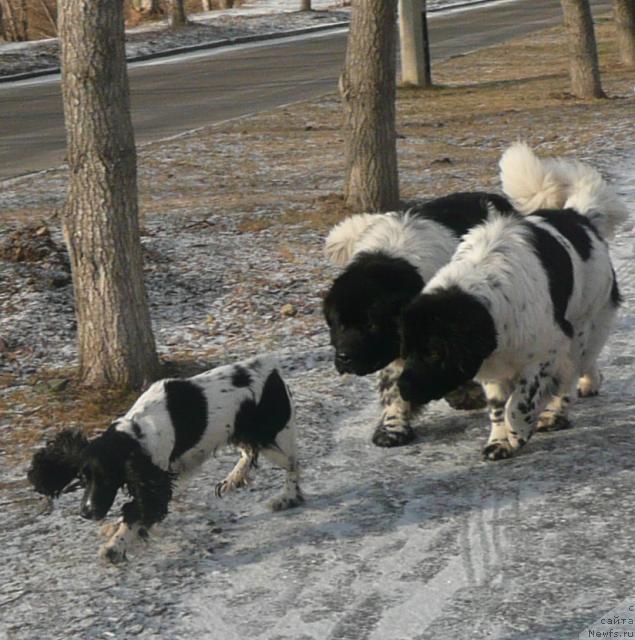 Фото: ньюфаундленд Super Bizon Argo (Супер Бизон Арго), ньюфаундленд Plyushevaya Panda La Bella (Плюшевая Панда Ла Белла)