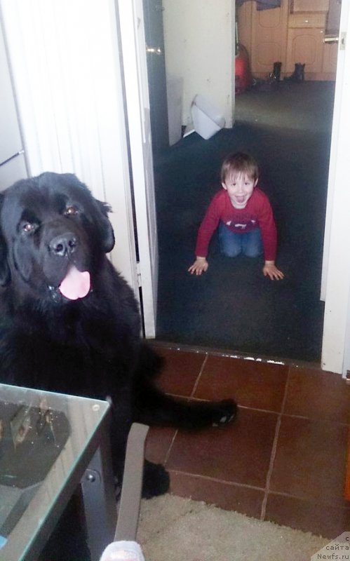 Фото: ньюфаундленд Beguschaya po Volnam Viceroy (Бегущая по Волнам Вицерой)