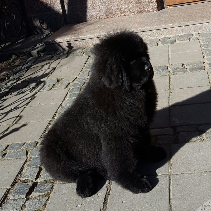 Фотография № 205356