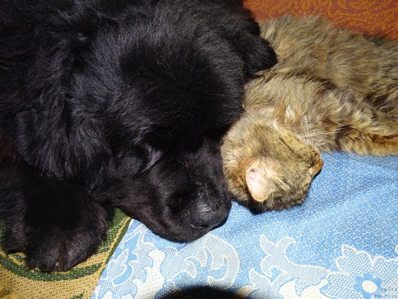 Фото: ньюфаундленд Baryishnya (Барышня)