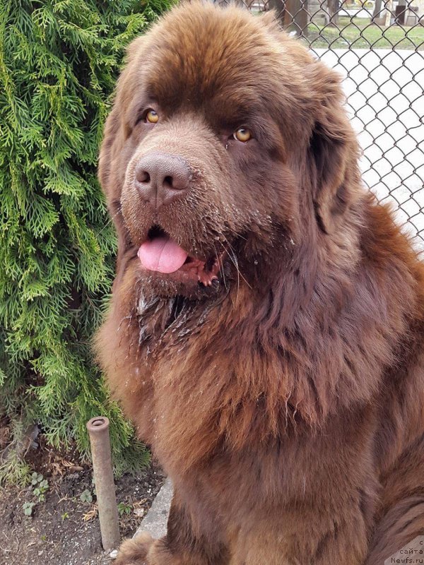 Фото: ньюфаундленд Brownblood MSK Hayes Hago (Браунблад МСК Хаиес Хаго)