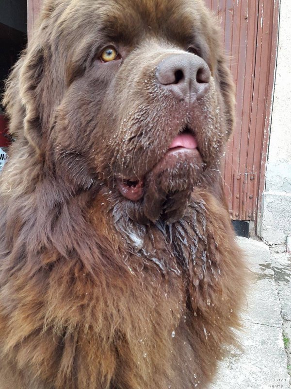 Фото: ньюфаундленд Brownblood MSK Hayes Hago (Браунблад МСК Хаиес Хаго)