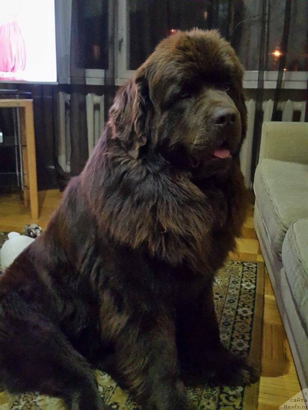 Фото: ньюфаундленд Brownblood MSK Hayes Hago (Браунблад МСК Хаиес Хаго)