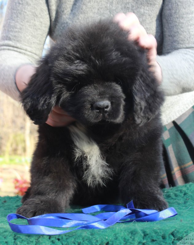 Фотография № 205384