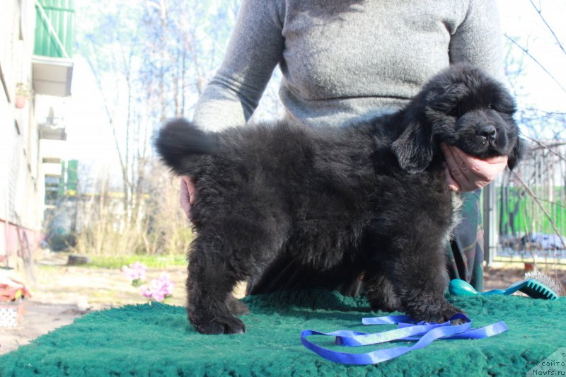 Фото: ньюфаундленд Portus iz Antagrada (Портус из Антаграда)