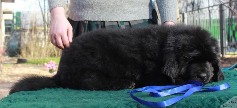 Фото: ньюфаундленд Portus iz Antagrada (Портус из Антаграда)