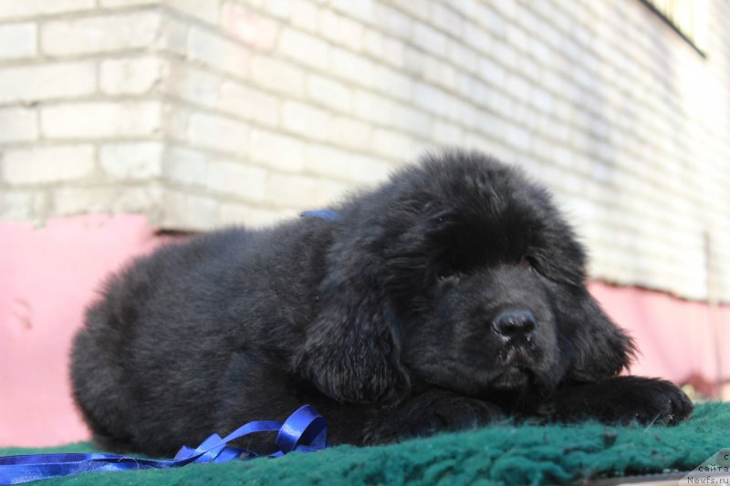 Фото: ньюфаундленд Portus iz Antagrada (Портус из Антаграда)