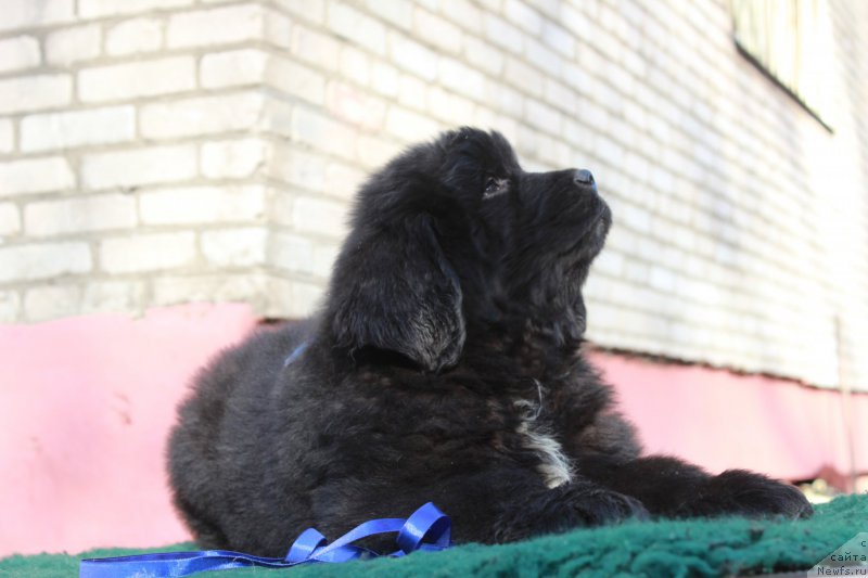 Фотография № 205395