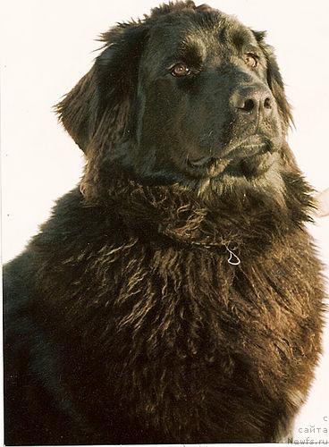 Фото: ньюфаундленд Oskar Treysi-Viktoriya (Оскар Трейси-Виктория)