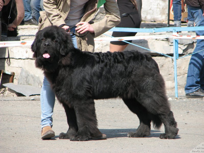 Фото: ньюфаундленд Fiamettahauz Hadar (Фиаметтахауз Хадар)