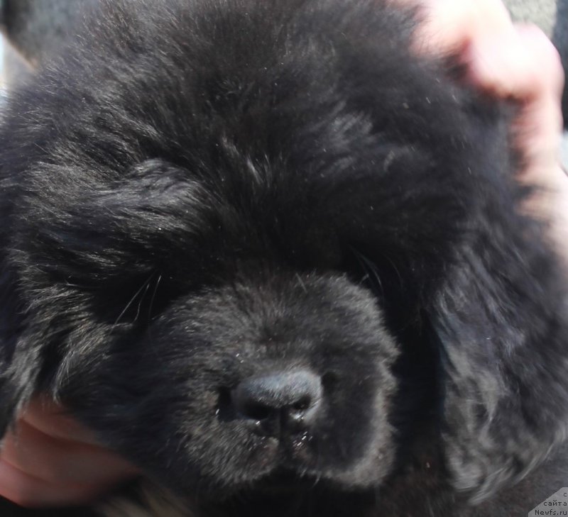 Фото: ньюфаундленд Portus iz Antagrada (Портус из Антаграда)