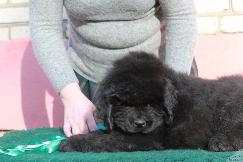 Фото: ньюфаундленд Protey iz Antagrada (Протей из Антаграда)