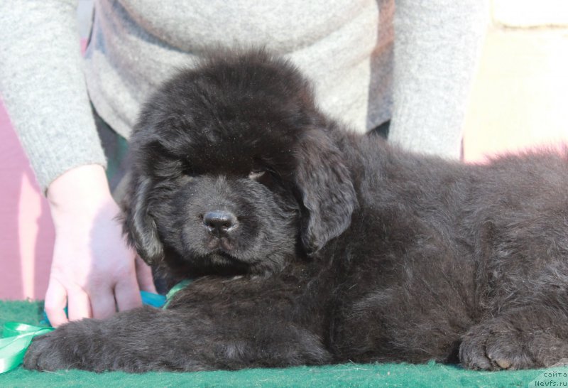 Фото: ньюфаундленд Protey iz Antagrada (Протей из Антаграда)