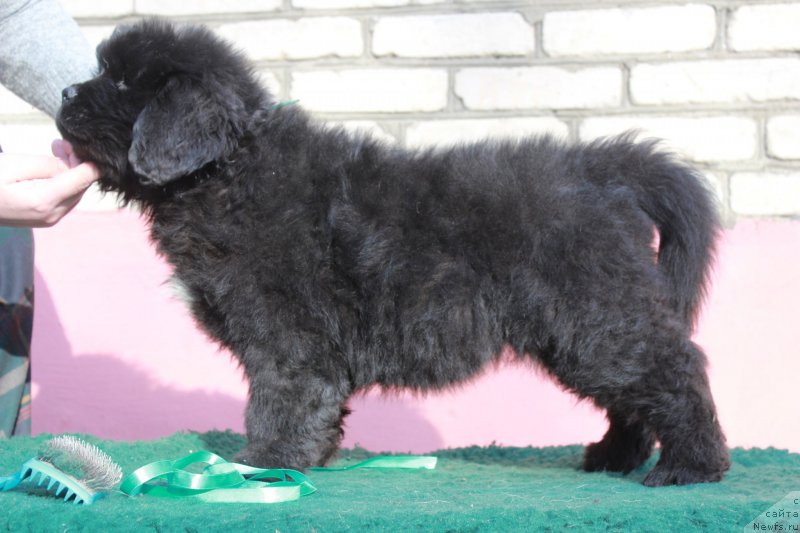 Фотография № 205406