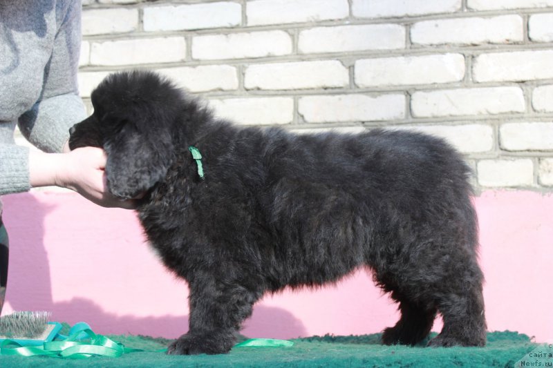 Фотография № 205407