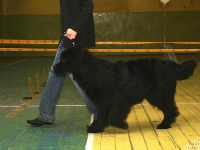 Фото: ньюфаундленд Aksess Denayd Top Sikret (Аксесс Денайд Топ Сикрет)