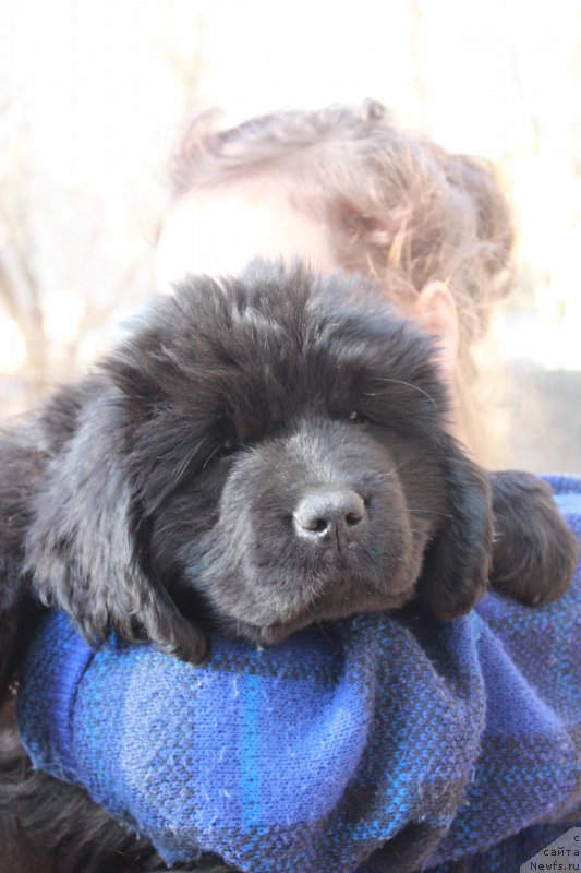 Фото: ньюфаундленд Perseja is Antagrada (Персея из Антаграда)